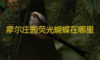 摩尔庄园荧光蝴蝶在哪里